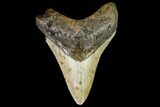 Fossil Megalodon Tooth - North Carolina #109894-1